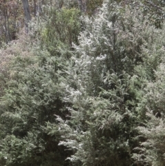 Leptospermum lanigerum (Woolly Teatree) at Booth, ACT - 4 Dec 2019 by RobParnell