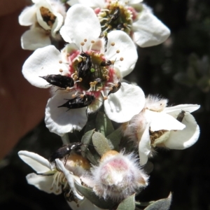 Leptospermum lanigerum at Booth, ACT - 4 Dec 2019