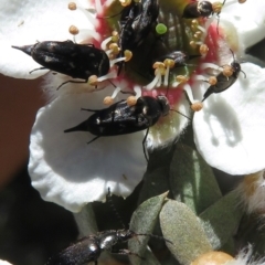 Mordella sp. (genus) (Pintail or tumbling flower beetle) at Booth, ACT - 4 Dec 2019 by RobParnell