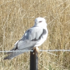 Elanus axillaris (Black-shouldered Kite) at Braidwood, NSW - 19 Jul 2024 by MatthewFrawley