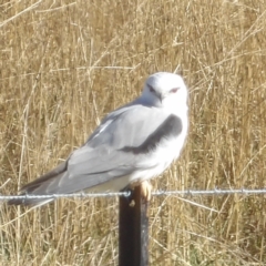 Elanus axillaris at Braidwood, NSW - 19 Jul 2024