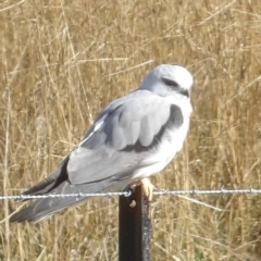 Elanus axillaris at Braidwood, NSW - 19 Jul 2024