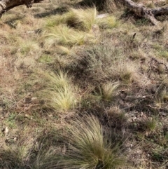 Nassella trichotoma (Serrated Tussock) at Watson, ACT - 18 Jul 2024 by waltraud