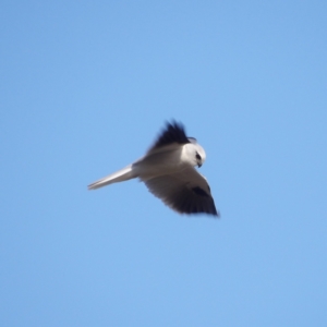 Elanus axillaris at Braidwood, NSW - 19 Jul 2024