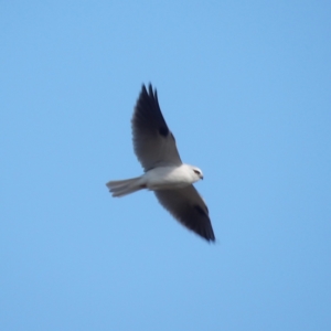 Elanus axillaris at Braidwood, NSW - 19 Jul 2024