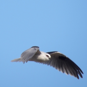 Elanus axillaris at Braidwood, NSW - 19 Jul 2024