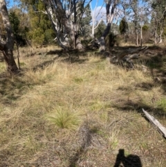 Nassella trichotoma (Serrated Tussock) at Watson, ACT - 18 Jul 2024 by waltraud