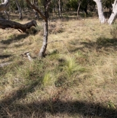 Nassella trichotoma at Watson, ACT - 18 Jul 2024