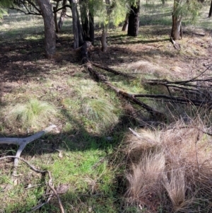 Nassella trichotoma at Watson, ACT - 18 Jul 2024