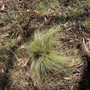 Nassella trichotoma at Watson, ACT - 18 Jul 2024