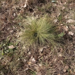 Nassella trichotoma (Serrated Tussock) at Watson, ACT - 18 Jul 2024 by waltraud