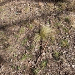 Nassella trichotoma at Watson, ACT - 18 Jul 2024