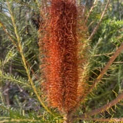 Banksia ericifolia subsp. ericifolia (Heath-leaved Banksia) at Jervis Bay, JBT - 20 Jul 2024 by Clarel