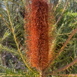 Banksia ericifolia subsp. ericifolia at Jervis Bay, JBT - 20 Jul 2024 10:04 AM