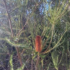 Banksia ericifolia subsp. ericifolia at Jervis Bay, JBT - 20 Jul 2024 10:04 AM