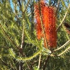 Banksia ericifolia subsp. ericifolia at Jervis Bay, JBT - 20 Jul 2024