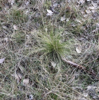 Nassella trichotoma (Serrated Tussock) at Watson, ACT - 18 Jul 2024 by waltraud
