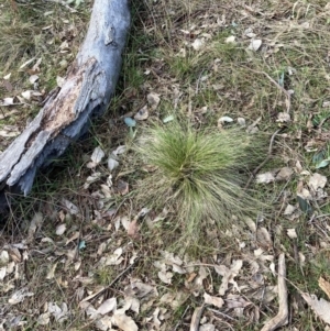 Nassella trichotoma at Watson, ACT - 18 Jul 2024