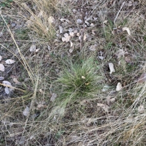 Nassella trichotoma at Watson, ACT - 18 Jul 2024