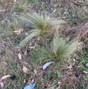 Nassella trichotoma at Watson, ACT - 18 Jul 2024