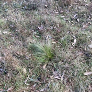 Nassella trichotoma at Watson, ACT - 18 Jul 2024