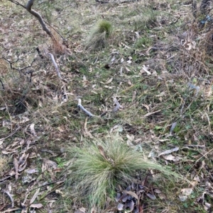 Nassella trichotoma at Watson, ACT - 18 Jul 2024