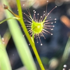 Drosera sp. (A Sundew) at Jervis Bay, JBT - 20 Jul 2024 by Clarel