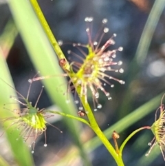 Drosera sp. at Jervis Bay, JBT - 20 Jul 2024