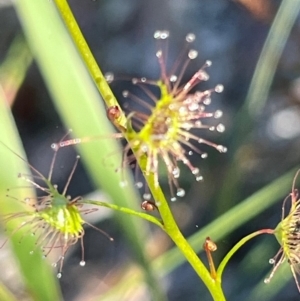 Drosera sp. at Jervis Bay, JBT - 20 Jul 2024 12:00 PM