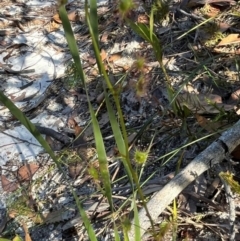 Drosera sp. at Jervis Bay, JBT - 20 Jul 2024 12:00 PM