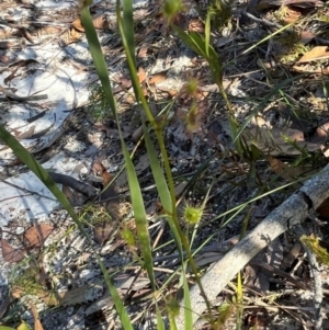 Drosera sp. at Jervis Bay, JBT - 20 Jul 2024