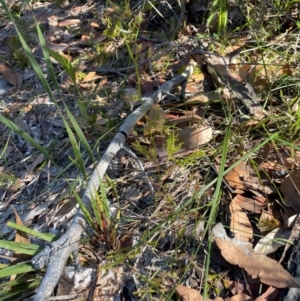 Drosera sp. at Jervis Bay, JBT - 20 Jul 2024