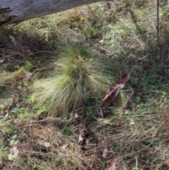 Nassella trichotoma at Watson, ACT - 18 Jul 2024