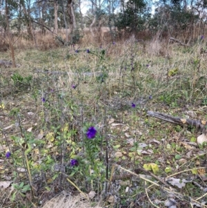 Echium plantagineum at Watson, ACT - 18 Jul 2024