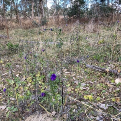 Echium plantagineum (Paterson's Curse) at Watson, ACT - 18 Jul 2024 by waltraud