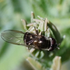 Betasyrphus serarius (White-banded Slender Hoverfly) by LisaH