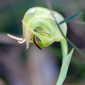 Pterostylis nutans at Moruya, NSW - 20 Jul 2024