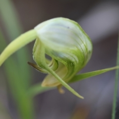 Pterostylis nutans at Moruya, NSW - suppressed