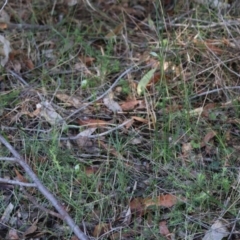 Pterostylis nutans at Moruya, NSW - 20 Jul 2024