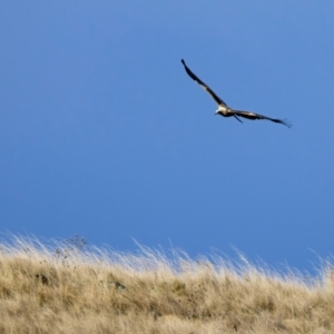 Aquila audax at Coolringdon, NSW - 19 Jul 2024