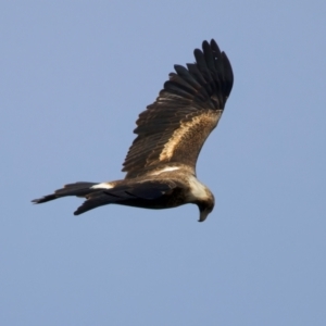 Aquila audax at Coolringdon, NSW - 19 Jul 2024