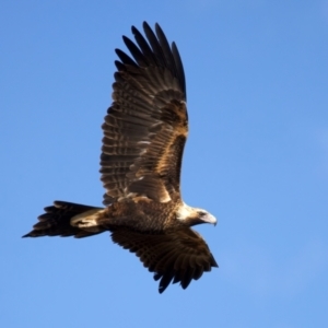 Aquila audax at Coolringdon, NSW - 19 Jul 2024