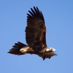 Aquila audax at Coolringdon, NSW - 19 Jul 2024