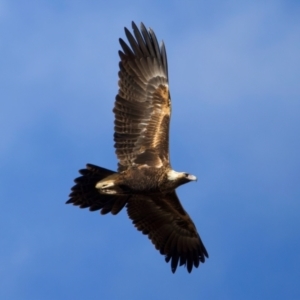 Aquila audax at Coolringdon, NSW - 19 Jul 2024