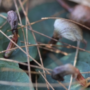 Corybas aconitiflorus at Moruya, NSW - 20 Jul 2024