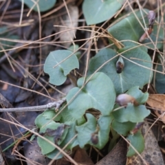 Corybas aconitiflorus at Moruya, NSW - 20 Jul 2024