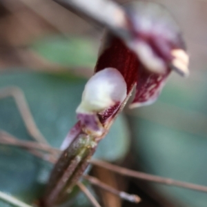 Corybas aconitiflorus at Moruya, NSW - 20 Jul 2024