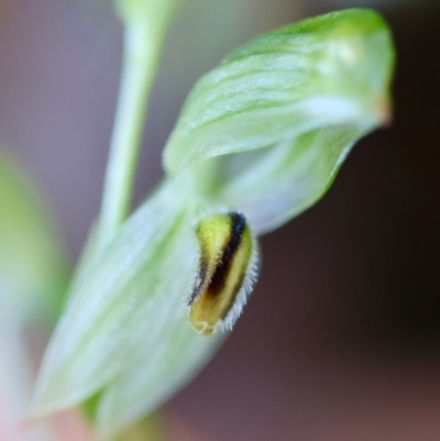 Pterostylis longifolia (Tall Greenhood) at Moruya, NSW - 20 Jul 2024 by LisaH