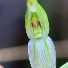 Pterostylis longifolia at suppressed - suppressed