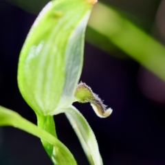 Pterostylis longifolia at Moruya, NSW - suppressed